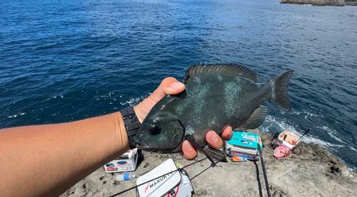 メジナの釣果