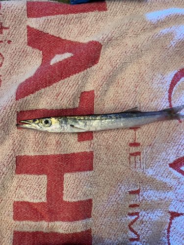 カマスの釣果