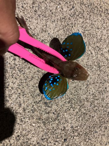 ホウボウの釣果