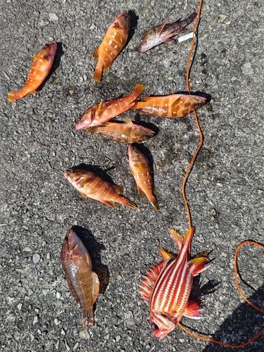 アカハタの釣果