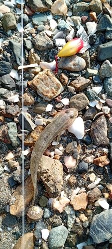 ハゼの釣果