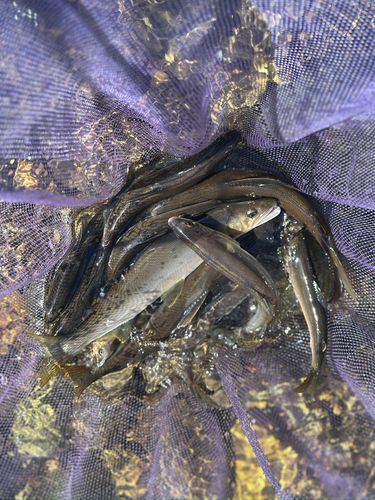 アユの釣果