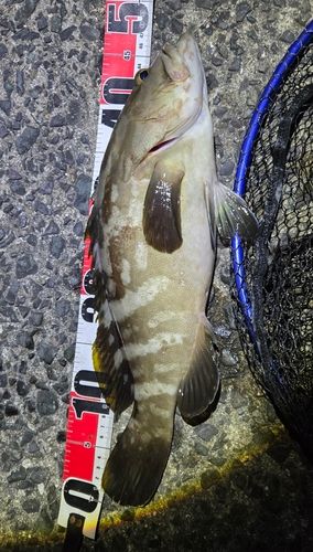 クエの釣果
