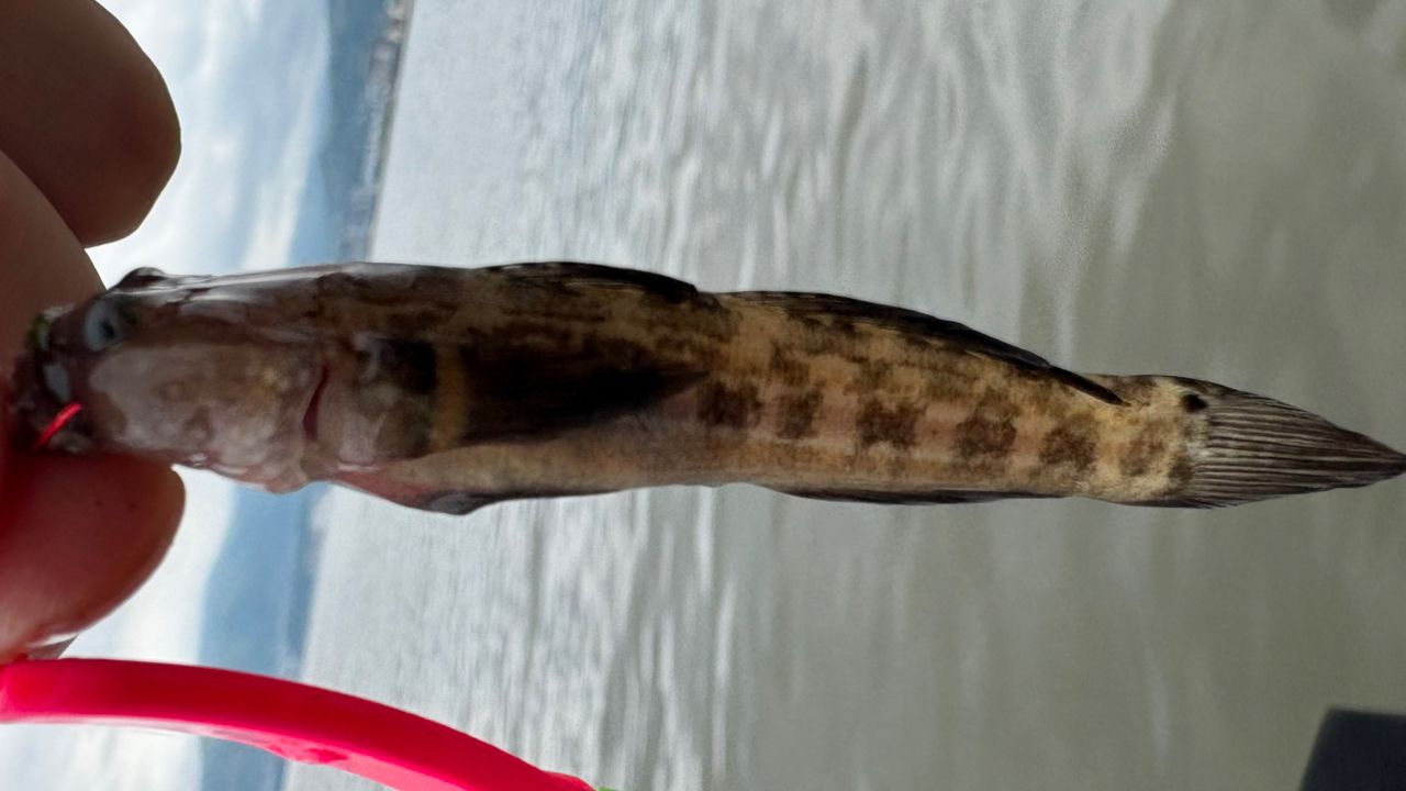 シモフリシマハゼ