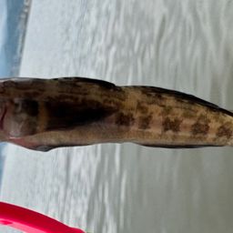 シモフリシマハゼ