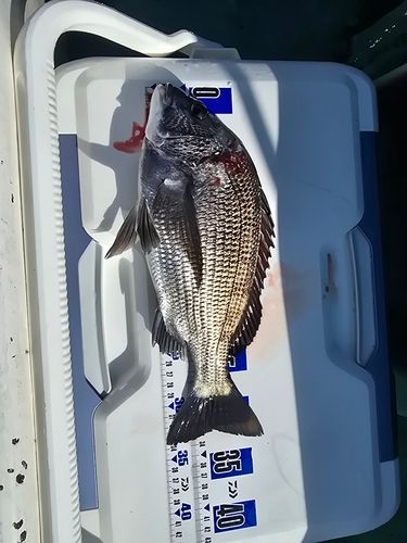 チヌの釣果