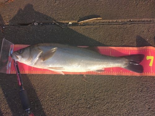 シーバスの釣果