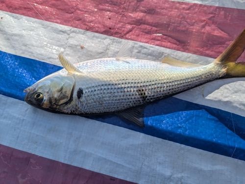 コノシロの釣果