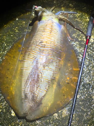 アオリイカの釣果