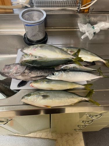 ショゴの釣果