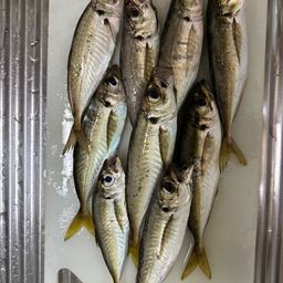 アジ