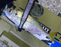 マアジの釣果