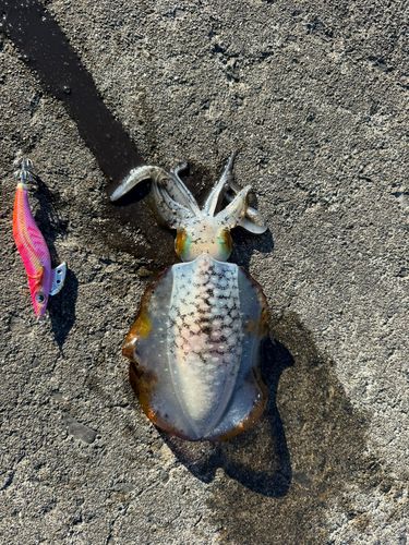 アオリイカの釣果