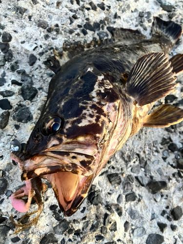 タケノコメバルの釣果