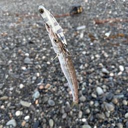 カマス