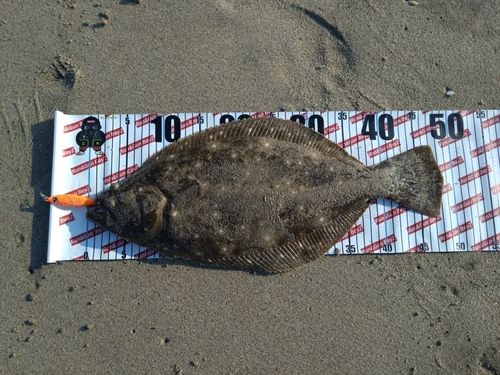 ヒラメの釣果