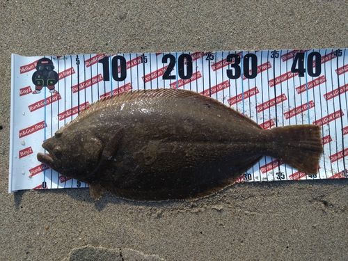 ヒラメの釣果