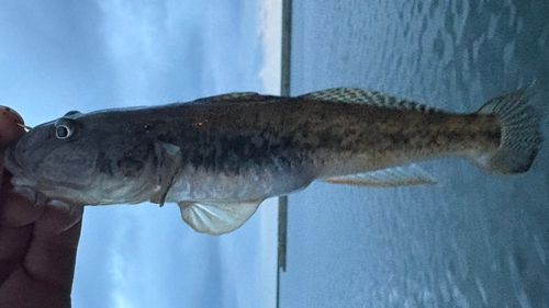 マハゼの釣果