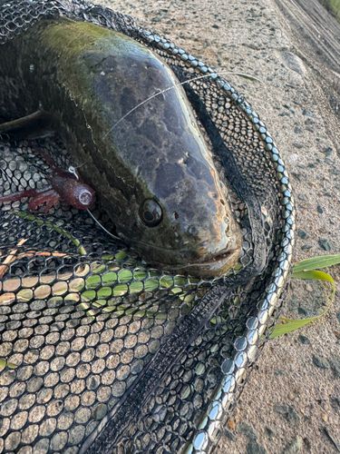 ライギョの釣果