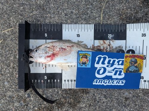 イシモチの釣果