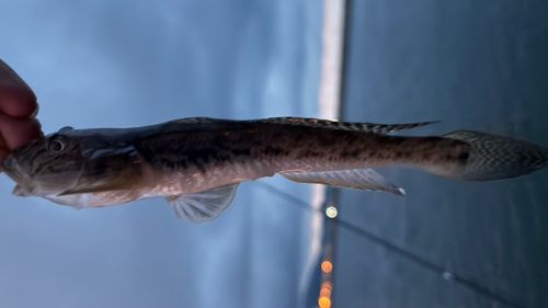 マハゼの釣果