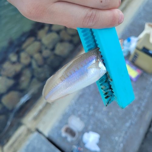 キスの釣果