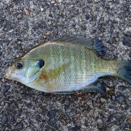 ブルーギル
