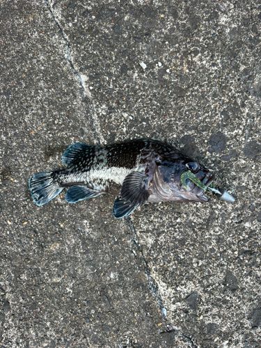 マゾイの釣果