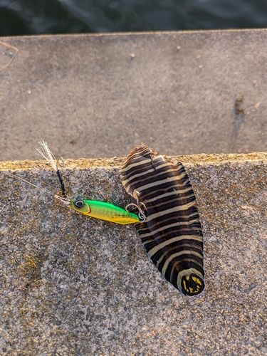 シマウシノシタ