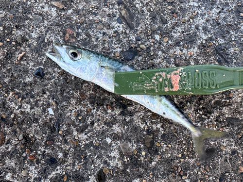サバの釣果
