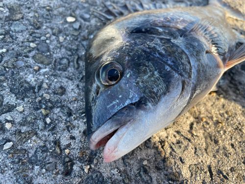 チヌの釣果
