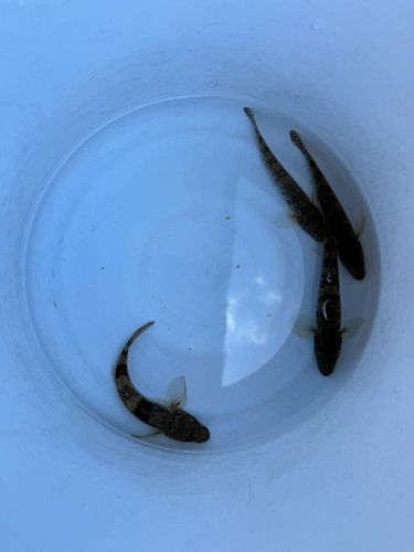 マハゼの釣果