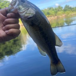 ラージマウスバス