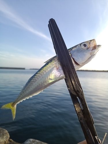 マサバの釣果