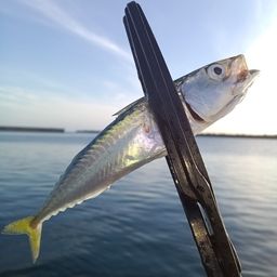 マサバ