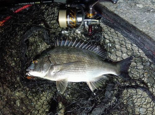 チヌの釣果