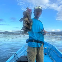 チャイロマルハタ