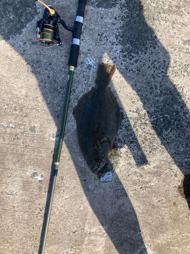 ヒラメの釣果