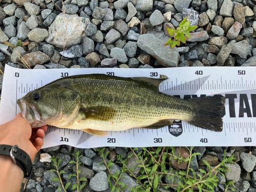 ブラックバスの釣果