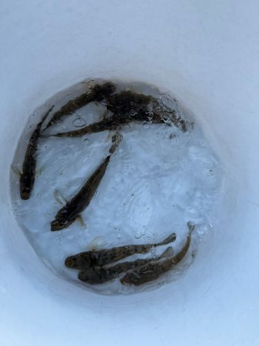 マハゼの釣果