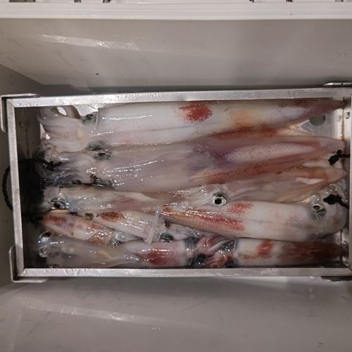 シロイカの釣果