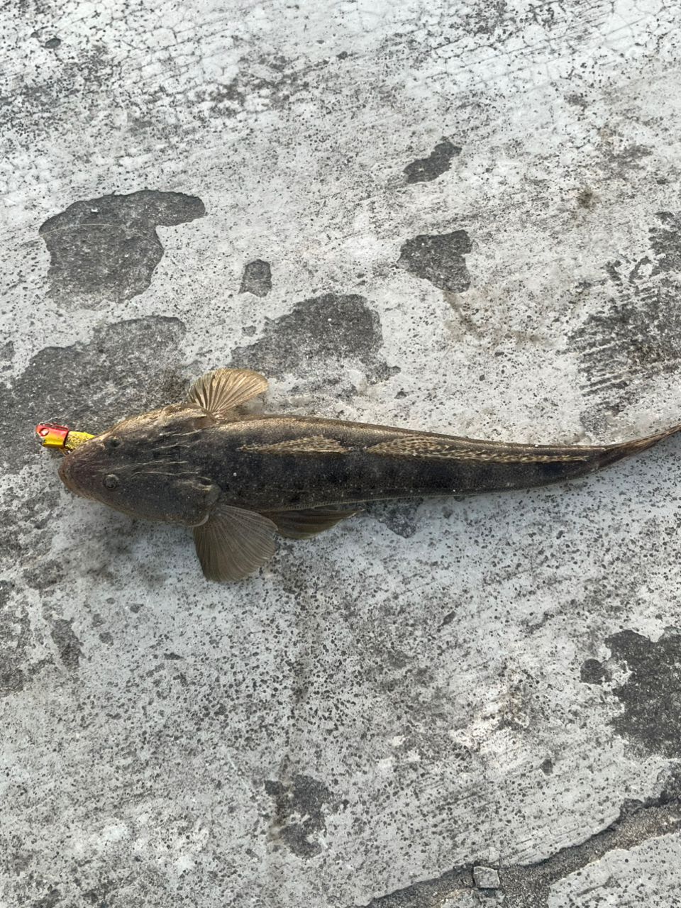 マゴチ