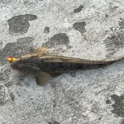 マゴチ