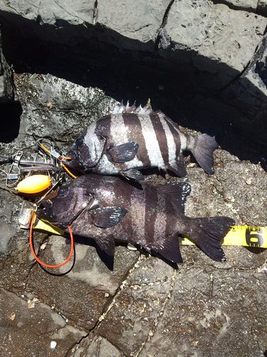 イシダイの釣果