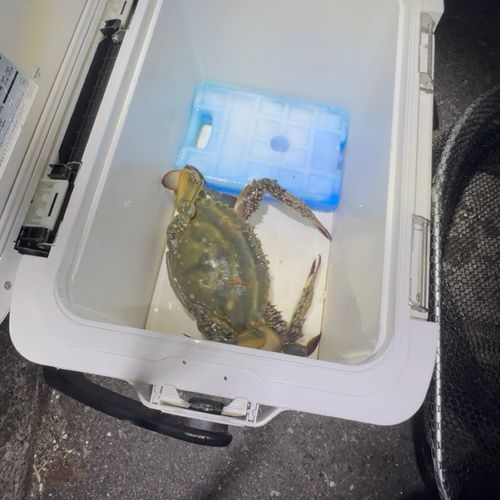 ワタリガニの釣果