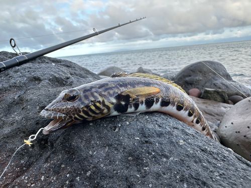 アカハタの釣果
