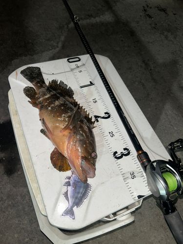 アコウの釣果