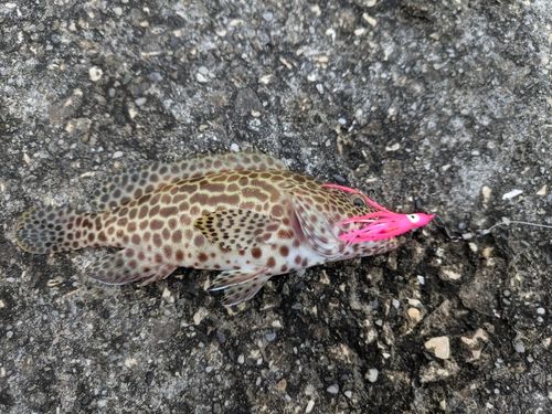 イシミーバイの釣果