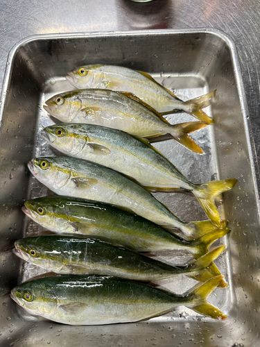 ワカシの釣果
