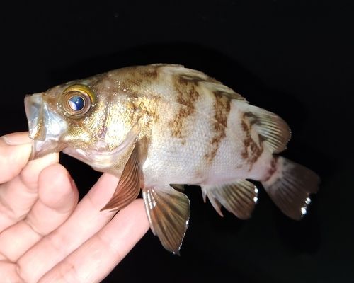 メバルの釣果